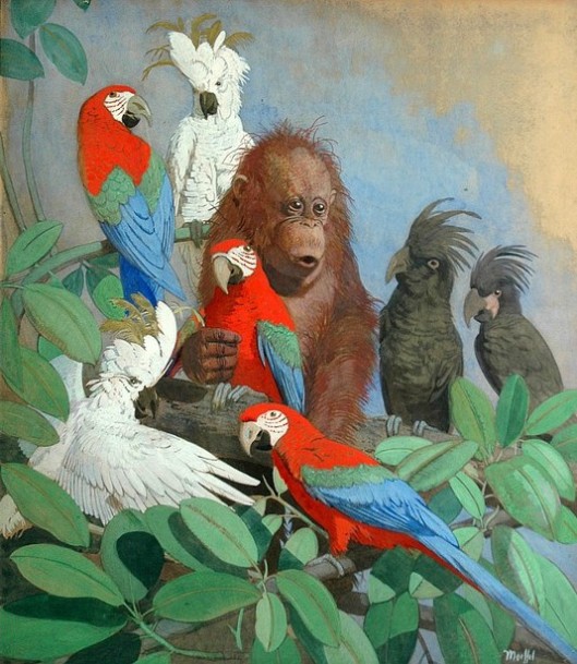 A Baby Orangutan Surrounded By Exotic Birds